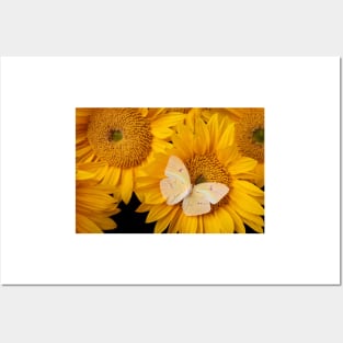 Soft Yellow Butterfly On Sunflower Posters and Art